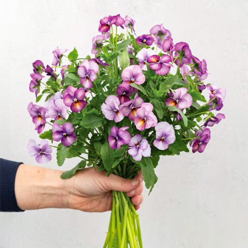 Viola Floral Power Plum Antique F1