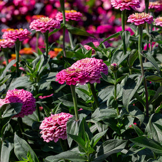 Zinnia Oklahoma Pink