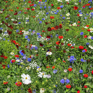 Bloemenmengsel Color Pop NL