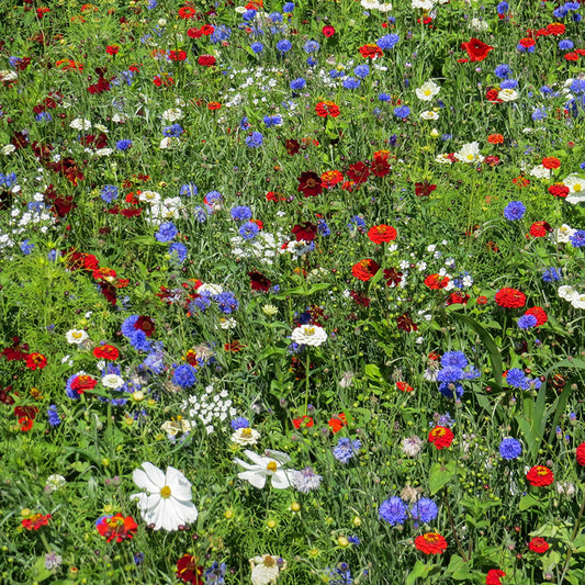 Bloemenmengsel Color Pop NL