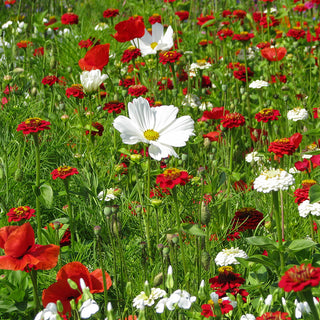 Bloemenmengsel Aardbei Vanille