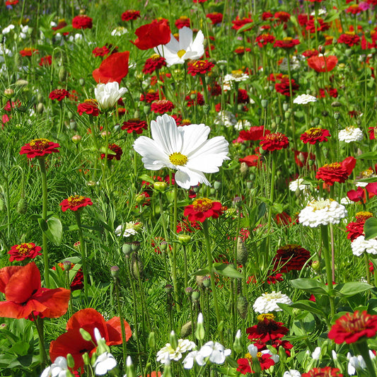 Bloemenmengsel Aardbei Vanille