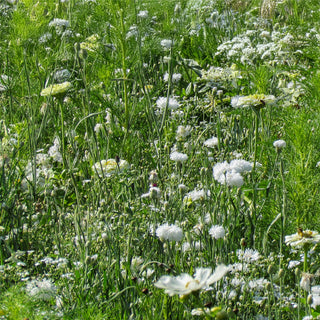 Bloemenmengsel White Shades