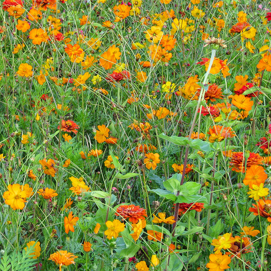 Bloemenmengsel Orange Shades