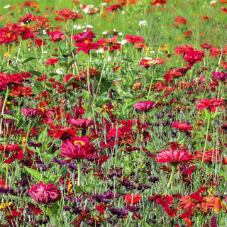 Bloemenmengsel Red Shades