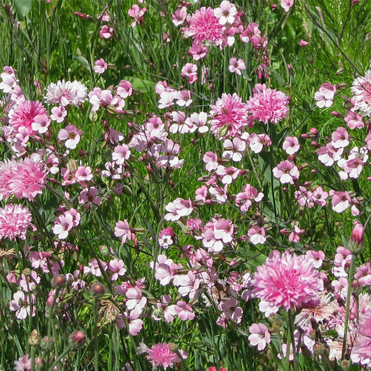 Bloemenmengsel Pink Shades