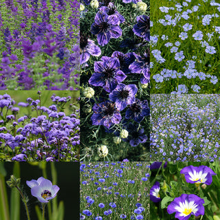 Bloemenmengsel Blue Shades