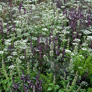 Bloemenmengsel Kick Out Mosquito