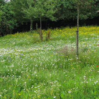 Blumenmischung - Blumenreiche Landschaft