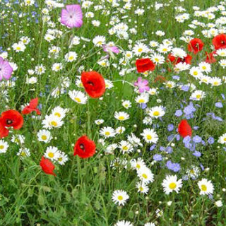 Blumenmischung - Blumenreiche Landschaft