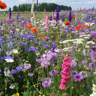Bloemenmengsel Kaleidoscoop