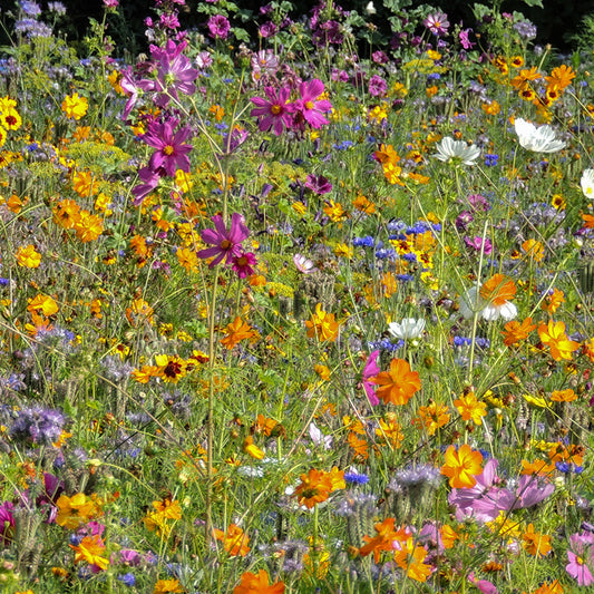 Blumenmischung - Bienen & Co - BIO