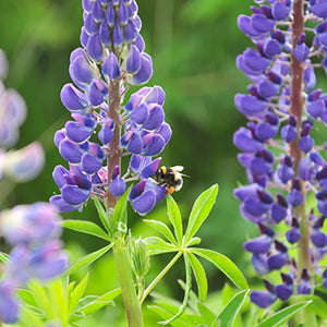 Blauwe lupine