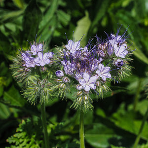 Bijenvoer - Phacelia