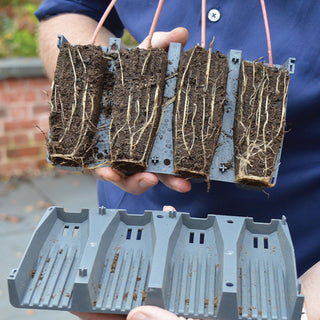 Deep Root - Split Cel 28 - Garland Products