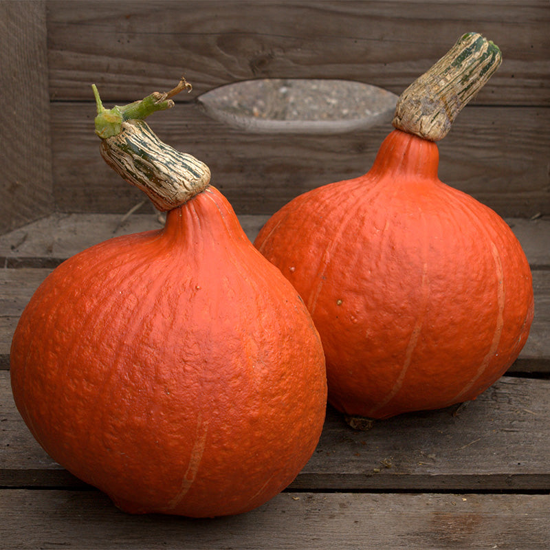 Hokkaido | Solor