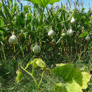 Sierkalebas - Dancing Ghost F1
