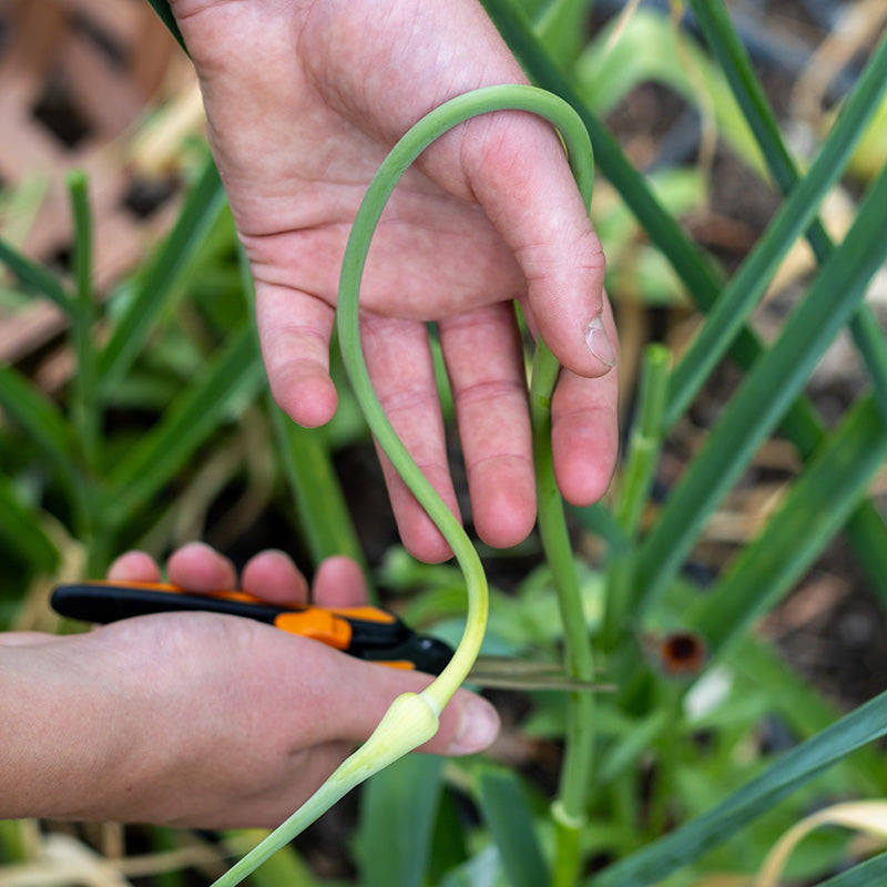 bloem uit knoflook knippen