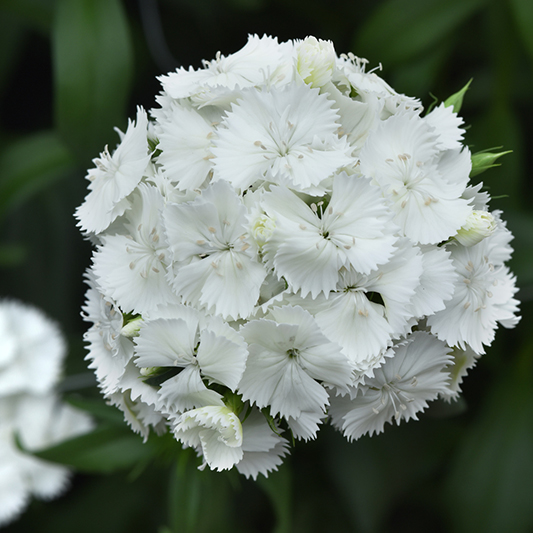 Dianthus barbatus - Bartnelke - Sweet™ White