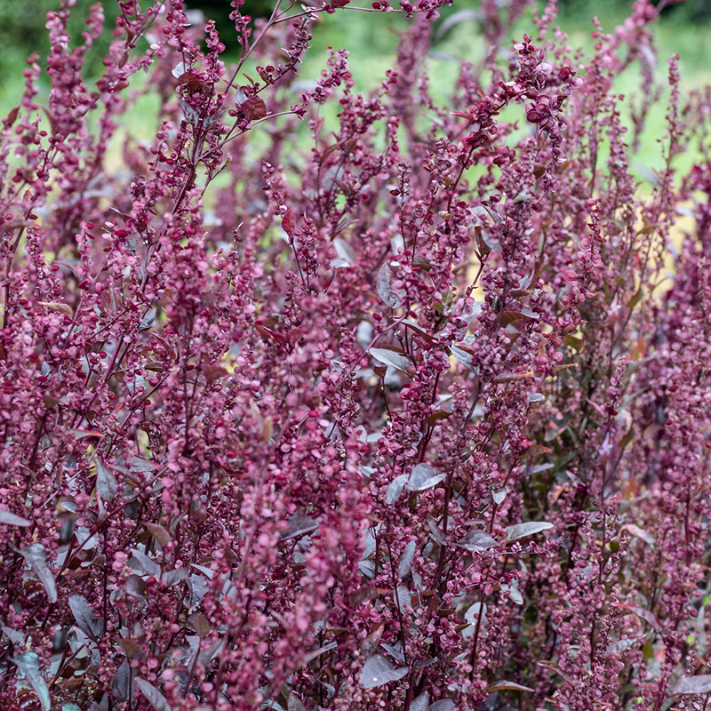 Atriplex hortensis - Rote Garten-Melde