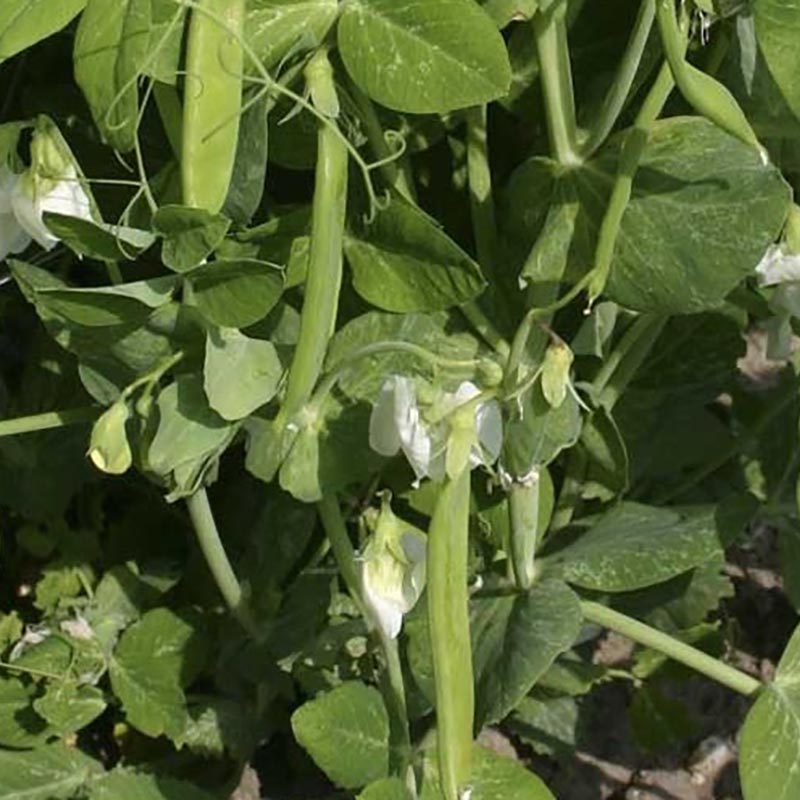 Phaseolus vulgaris - Zuckererbse - Norli
