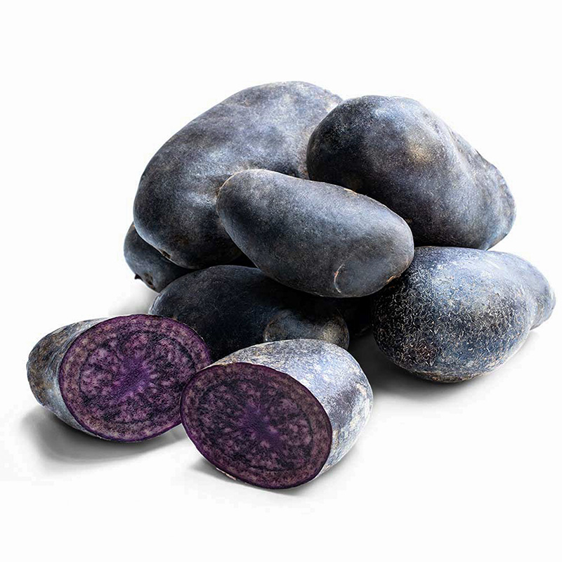 Solanum tuberosum - Pflanzkartoffel - Violetta