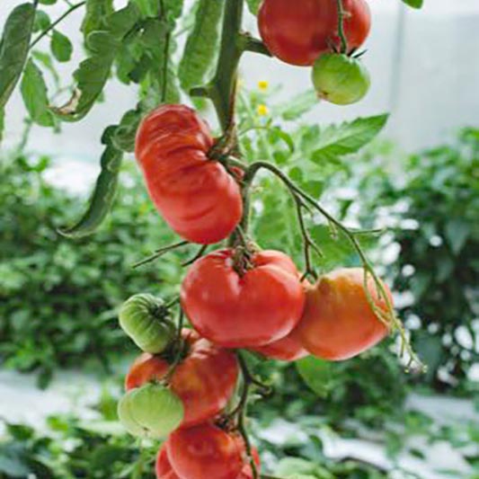 Solanum lycopersicum - Fleischtomate - Marmande