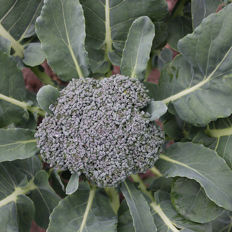 Brassica oleracea - Brokkoli - Groene Calabrese