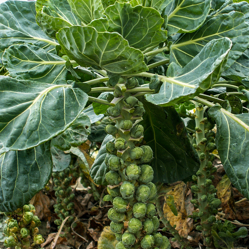 Brassica oleracea - Rosenkohl - Groninger