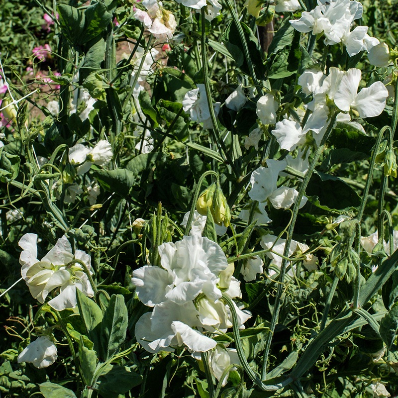 Lathyrus odoratus - Duftwicke - White Supreme