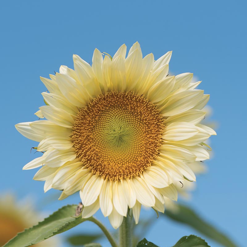 Helianthus annuus - Sonnenblume - ProCut® White Lite