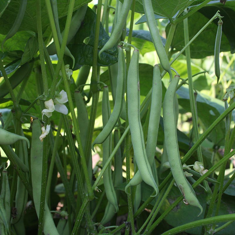 Phaseolus vulgaris - Stangenbohne - Dubbele witte zonder draad