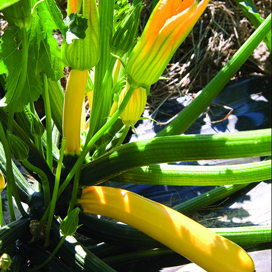 Cucurbita pepo - Zucchini - Golden Glory F1