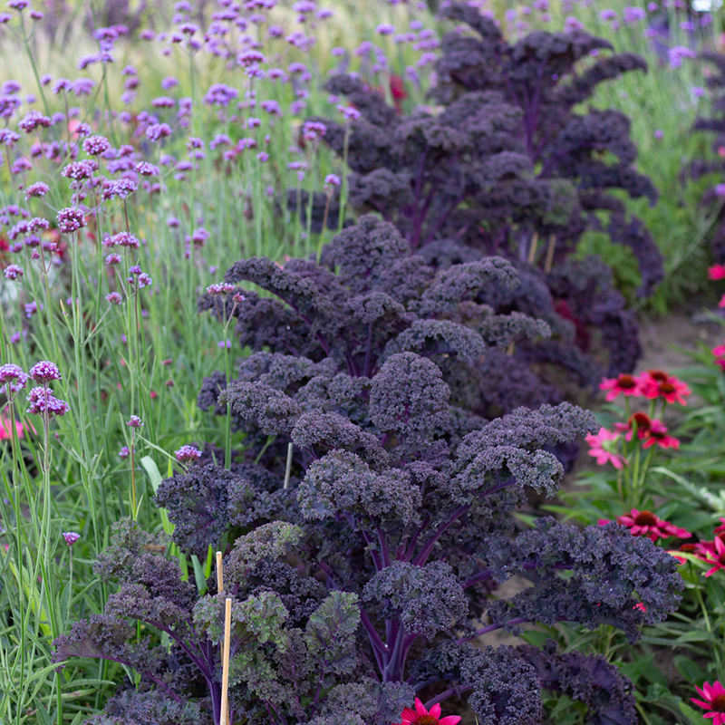 Brassica oleracea - Grünkohl - Scarlet Purple