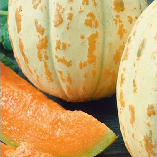 Cucumis melo - Melone - Oranje Ananas