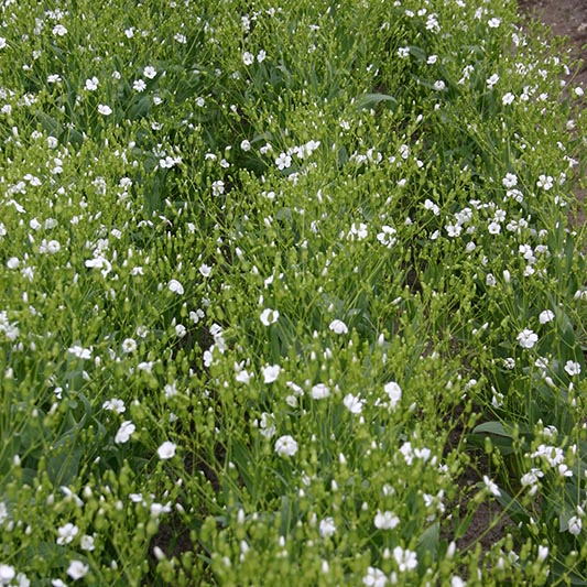 Saponaria vaccaria - Seifenkraut - White Beauty