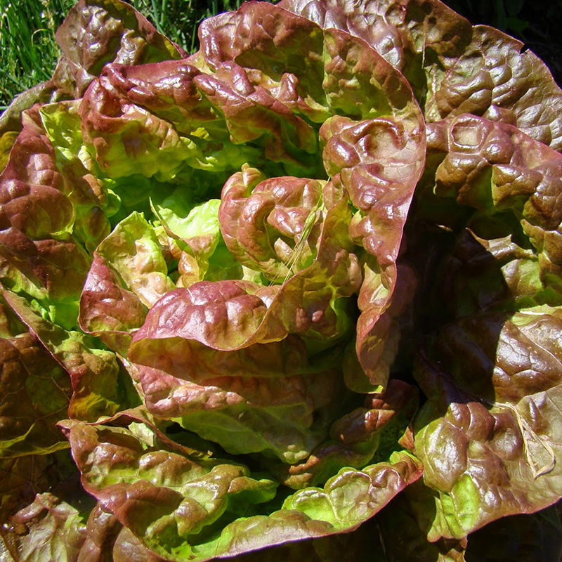 Lactuca sativa - Kopfsalat - Wunder der Vier Jahreszeiten