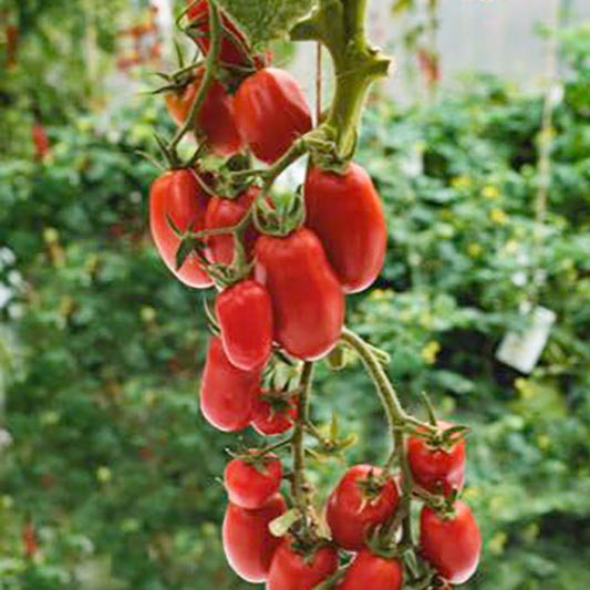 Solanum lycopersicum - Romatomate