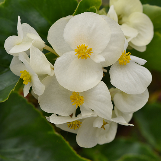 Begonia interspecific - Begonie - Megawatt™ White