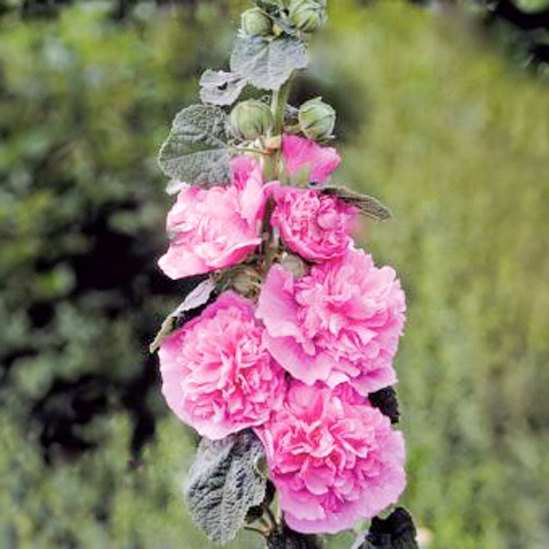 Alcea rosea plena - Stockrose - Chaters Pink