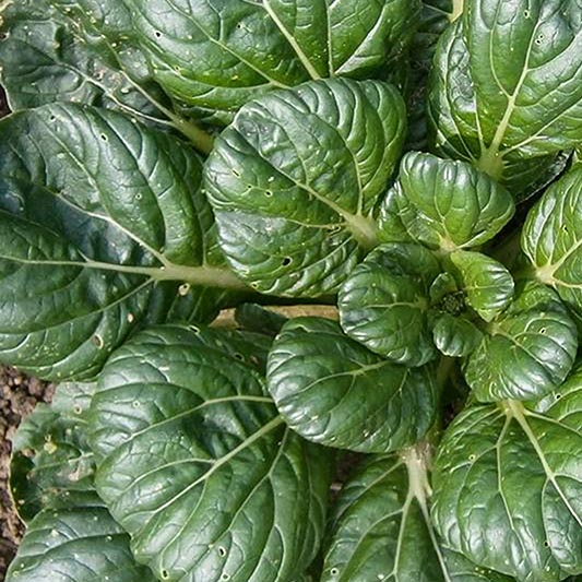 Brassica rapa - Tatsoi