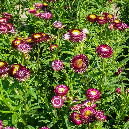 Helichrysum bracteatum - Strohblume - Crimson Violet