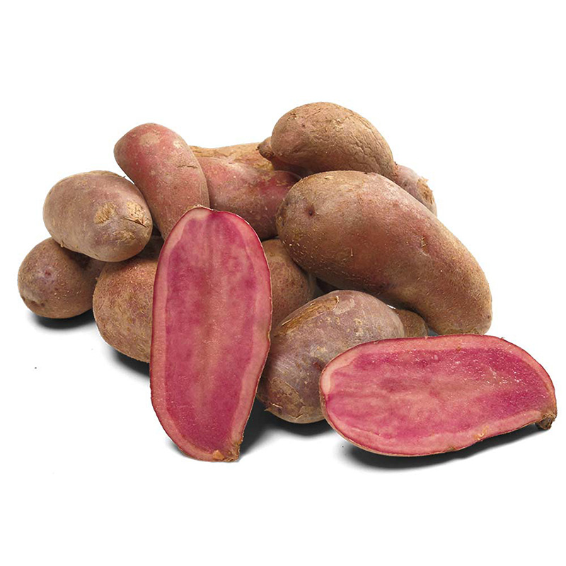 Solanum tuberosum - Pflanzkartoffel - Red Emma