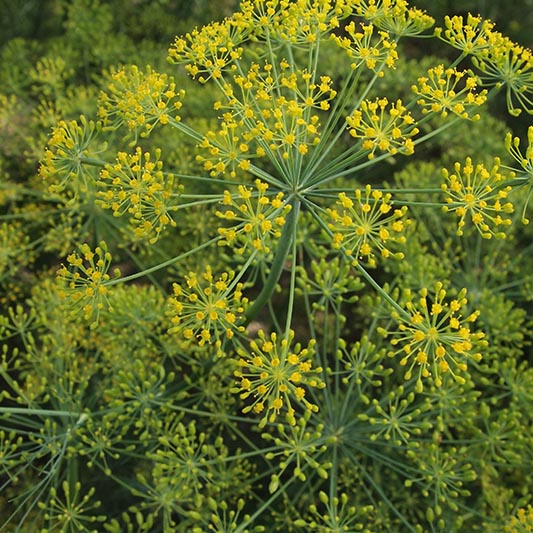 Allium schoenoprasum - Dill Bouquet