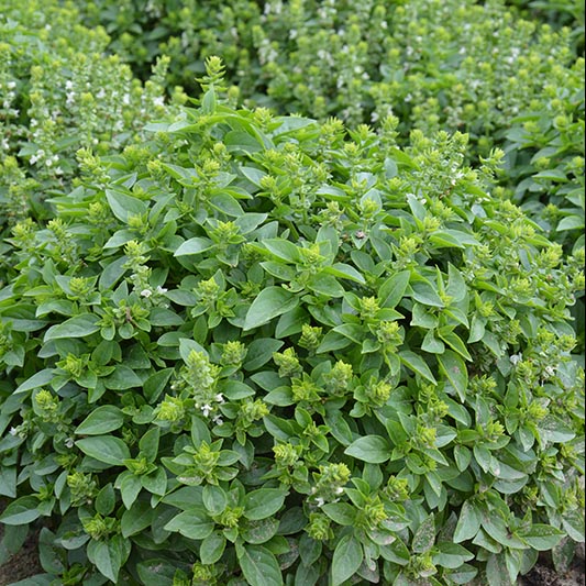 Satureja hortensis - Bohnenkraut