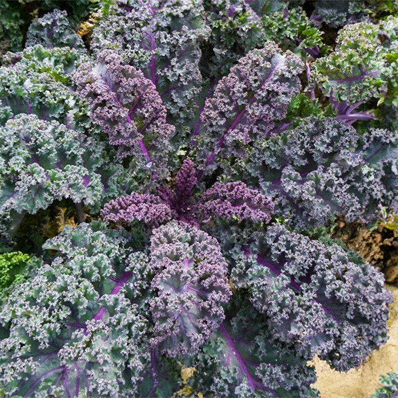 Brassica oleracea - Grünkohl - Scarlet Purple