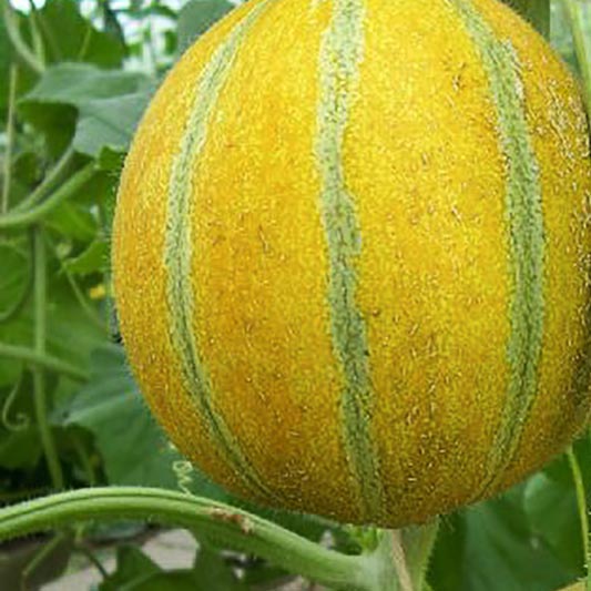 Cucumis melo - Melone - Ogenmelone