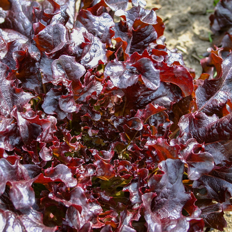Lactuca sativa - Eichblattsalat - Red salad bowl