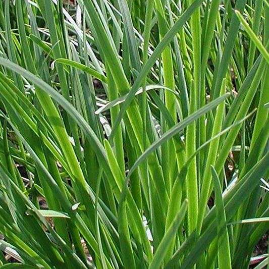 Allium tuberosum - Chinesischer Schnittlauch